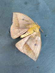 Catacantha ferruginea