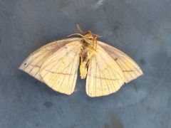 Catacantha ferruginea