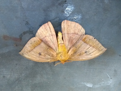 Catacantha ferruginea