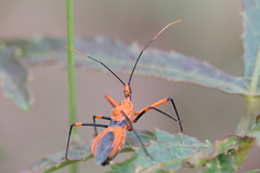 Poecilobdallus formosus