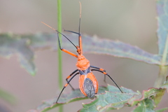 Poecilobdallus formosus