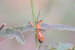 Poecilobdallus formosus