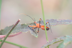 Poecilobdallus formosus