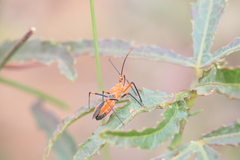 Poecilobdallus formosus