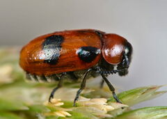 Coptocephala rubicunda