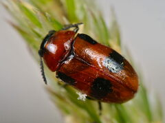 Coptocephala rubicunda