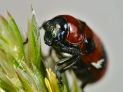 Coptocephala rubicunda