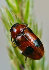 Coptocephala rubicunda