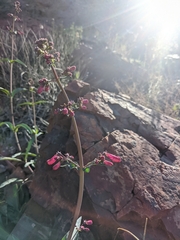 Penstemon parryi