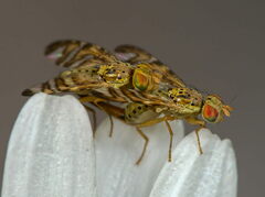 Chaetorellia jaceae
