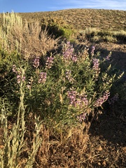 Lupinus meionanthus