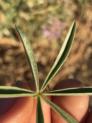 Lupinus meionanthus