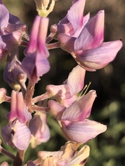 Lupinus meionanthus