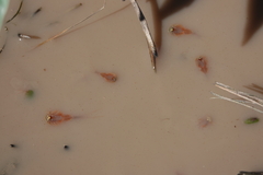 Triops longicaudatus