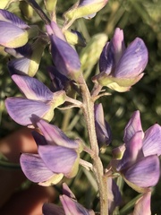 Lupinus meionanthus