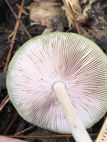 Pluteaceae image