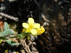 Physaria arenosa