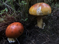 Amanita basii