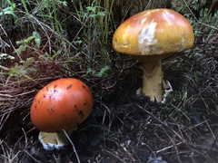 Amanita basii