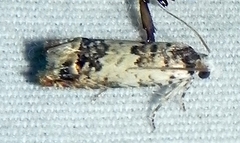 Eucosma ornatula