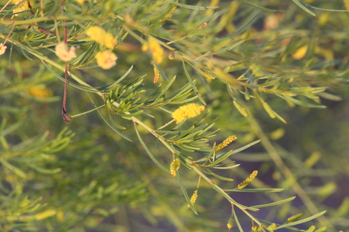 Image of Acacia chisholmii by (c) Hugo Innes, some rights reserved (CC BY)