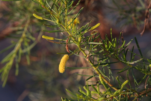 Image of Acacia chisholmii by (c) Hugo Innes, some rights reserved (CC BY)
