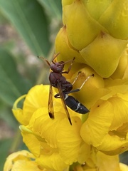 Polistes brunus