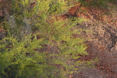 Acacia chisholmii