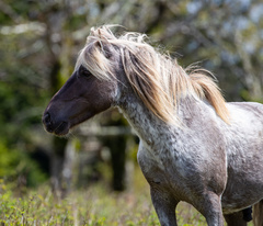 Equus ferus
