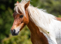 Equus ferus