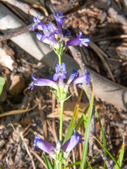 Penstemon heterodoxus
