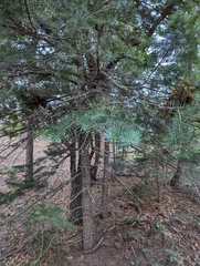 Pseudotsuga menziesii glauca