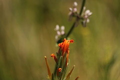Castilleja minor