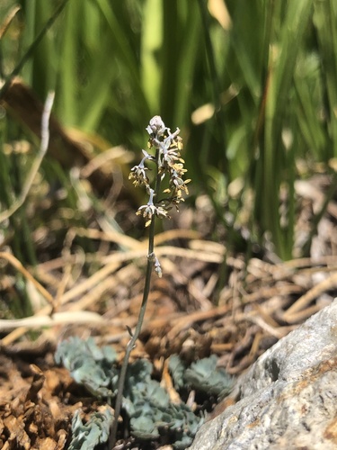 Mono Creek Trail