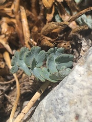 Thalictrum alpinum