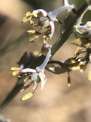 Thalictrum alpinum