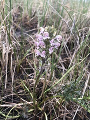 Pedicularis sudetica