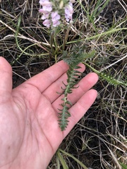 Pedicularis sudetica