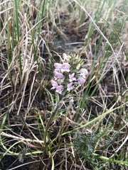 Pedicularis sudetica