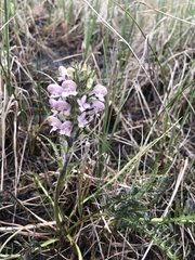 Pedicularis sudetica