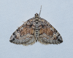 Dysstroma colvillei