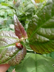 Calligrapha labyrinthica