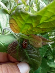 Calligrapha labyrinthica