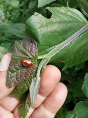 Calligrapha labyrinthica