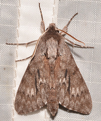 Lapara bombycoides
