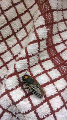 Megachilini