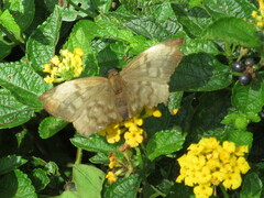 Achlyodes