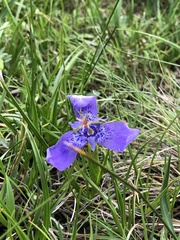 Tigridia durangensis