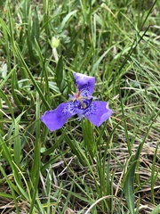 Tigridia durangensis