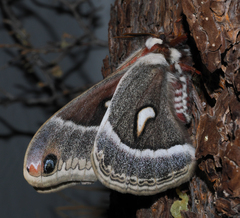 Hyalophora euryalus × gloveri